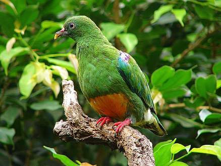 橙腹果鳩