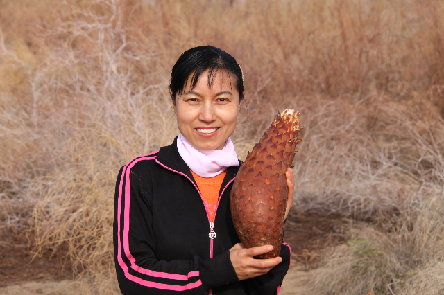 石河子肉蓯蓉