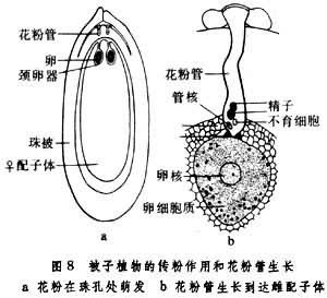 受精（植物）