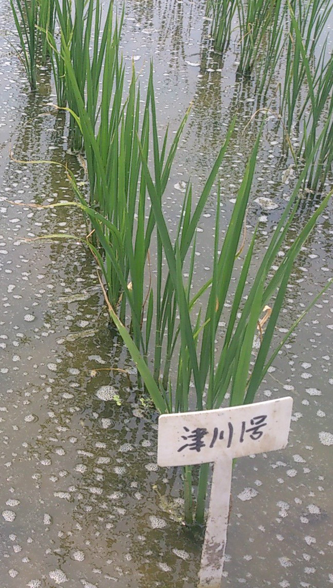 天津市食味水稻津川1號