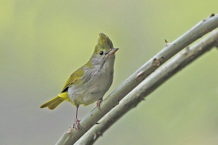 白腹鳳鶥華南亞種