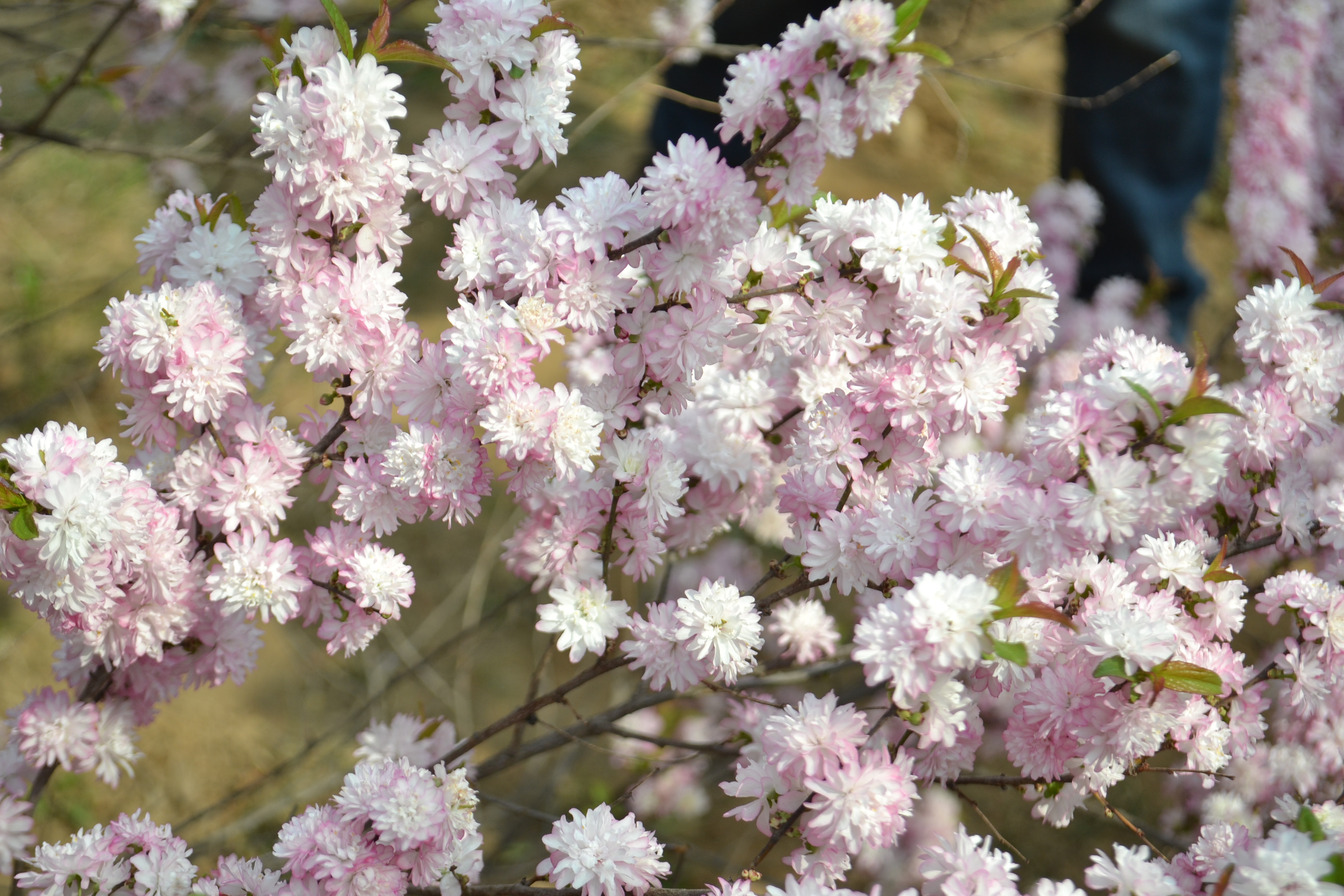 粉花麥李