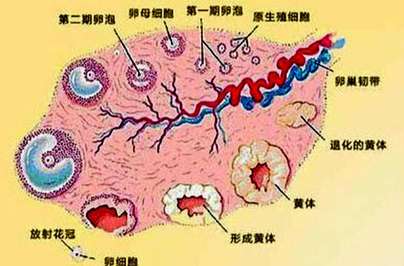 卵泡監測