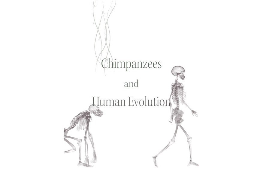 Chimpanzees and Human Evolution