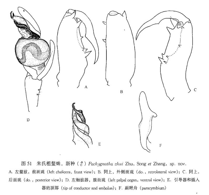 朱氏粗螯蛛