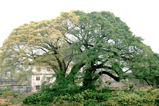 蘆崗村(江蘇省邳州市宿羊山鎮蘆崗村)