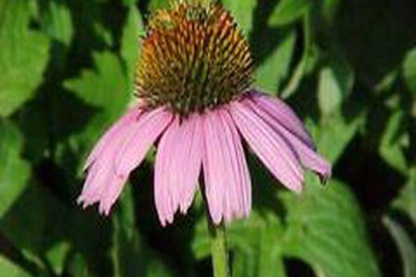 Echinacea purpurea \x27Magnus\x27