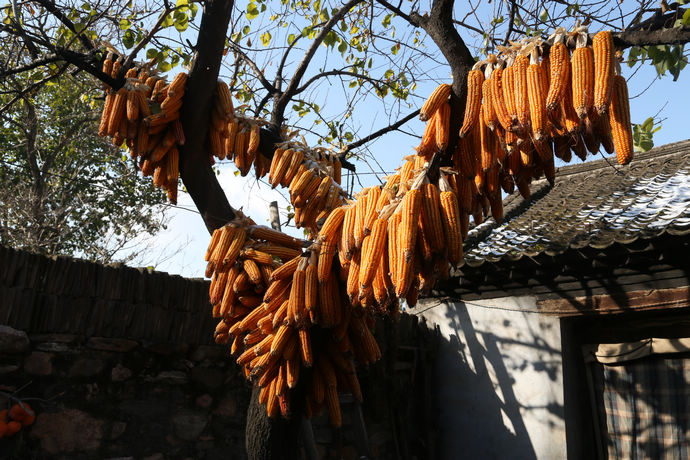 花盆村(河北省唐縣羊角鄉花盆村)