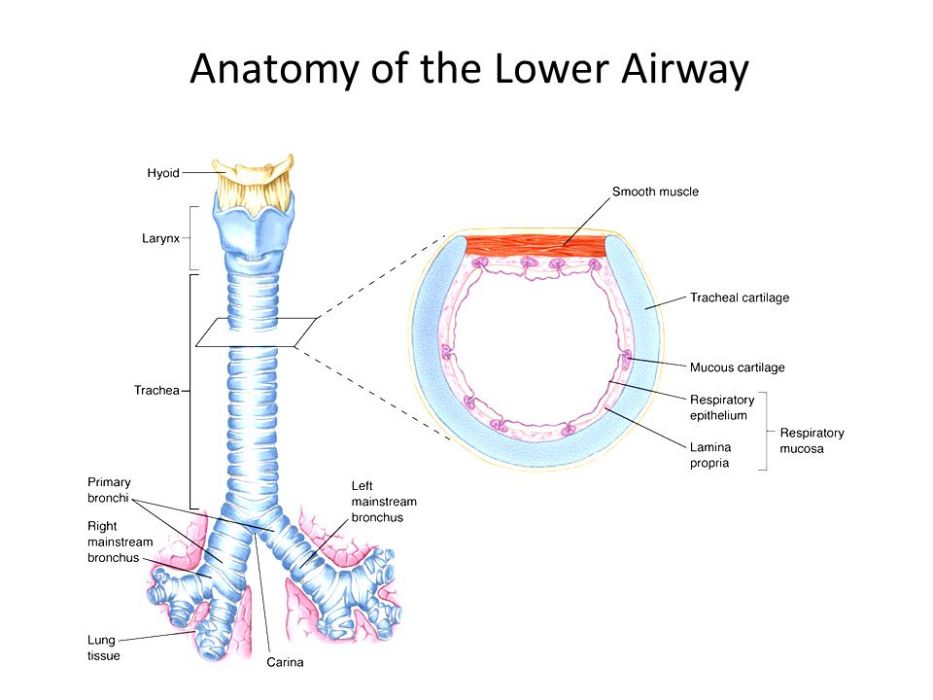 下呼吸道組成