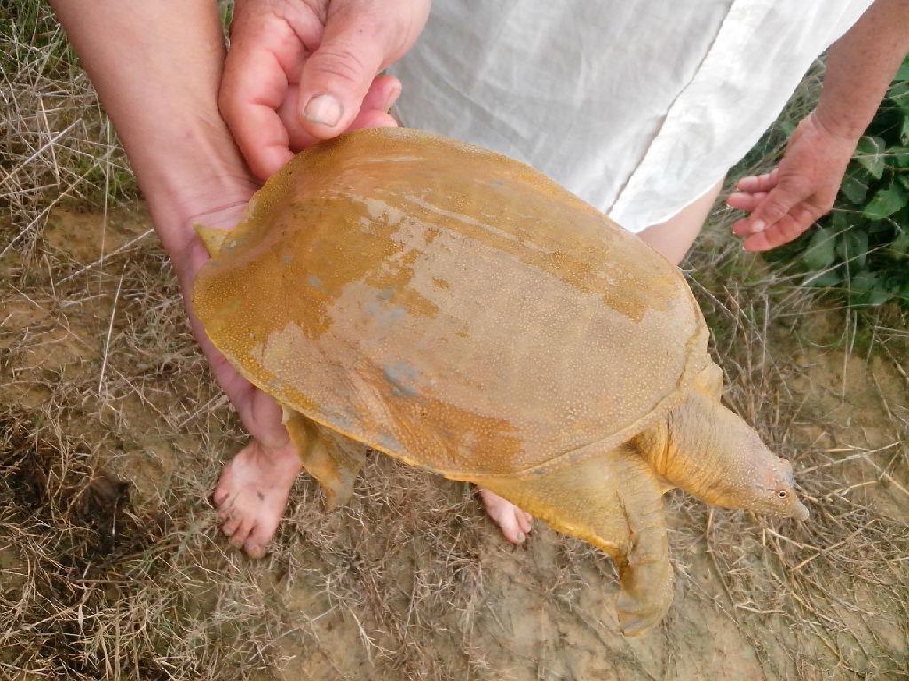 吳王渡黃河鱉