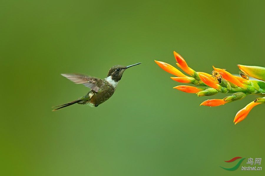 小林蜂鳥