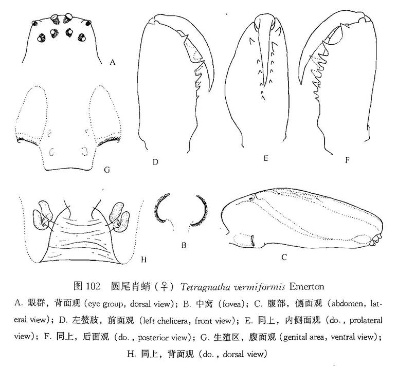 圓尾肖蛸