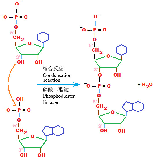 核苷酸之間通過磷酸二酯鍵縮合成核酸