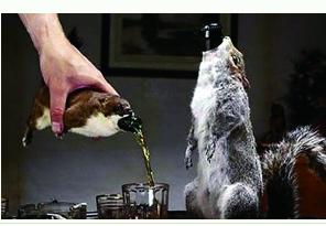 動物屍體酒瓶