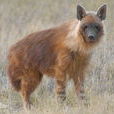 非洲鬣狗