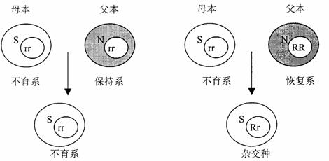 雄性不育法