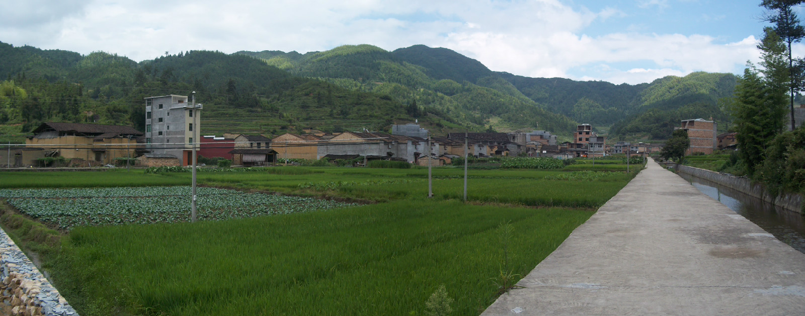 發竹坑村中綠油油的稻田