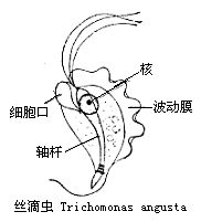 軸桿