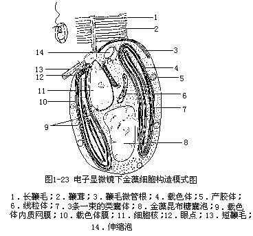 金枝藻目