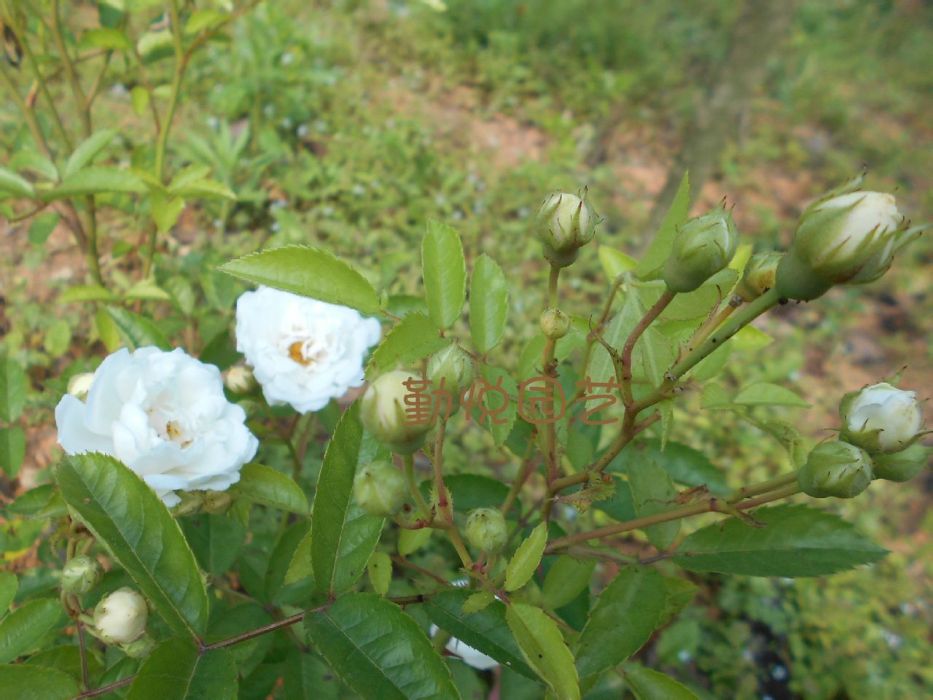 茉莉月季