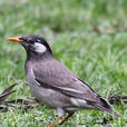 灰椋鳥(雀形目椋鳥科鳥類的一種)