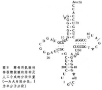 核酸的人工合成