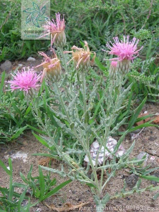 蒙疆苓菊(蒙疆苓菊)