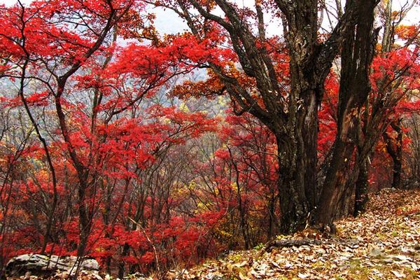 佛山紅葉