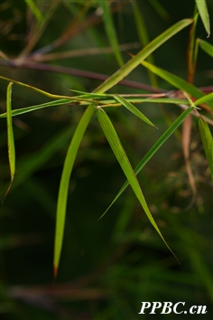 硬稈子草