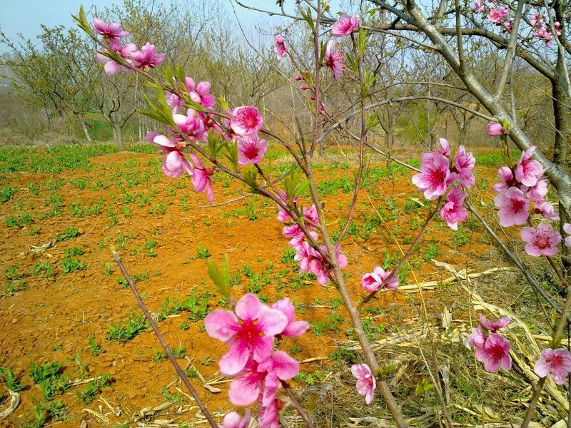 尖山村