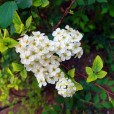 土莊繡線菊(土莊花)