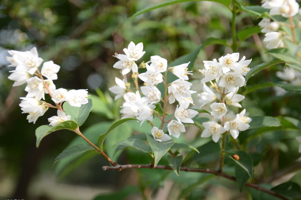 鎮康溲疏（變種）