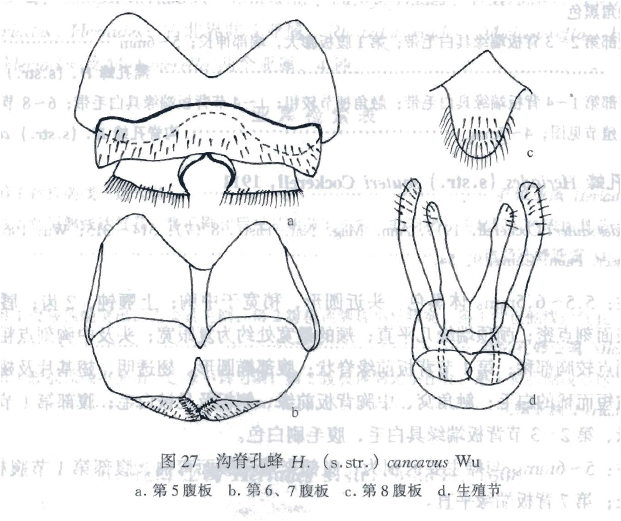 溝脊孔蜂