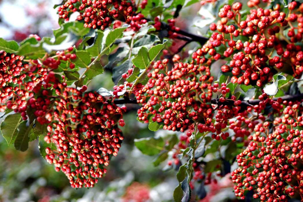 鳳縣大紅袍花椒(鳳椒)