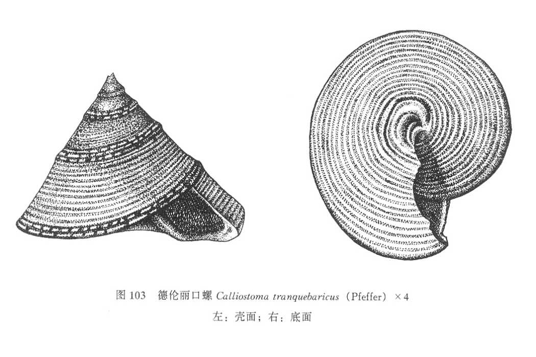 德倫麗口螺