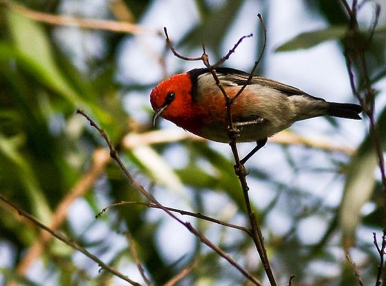 緋紅攝蜜鳥