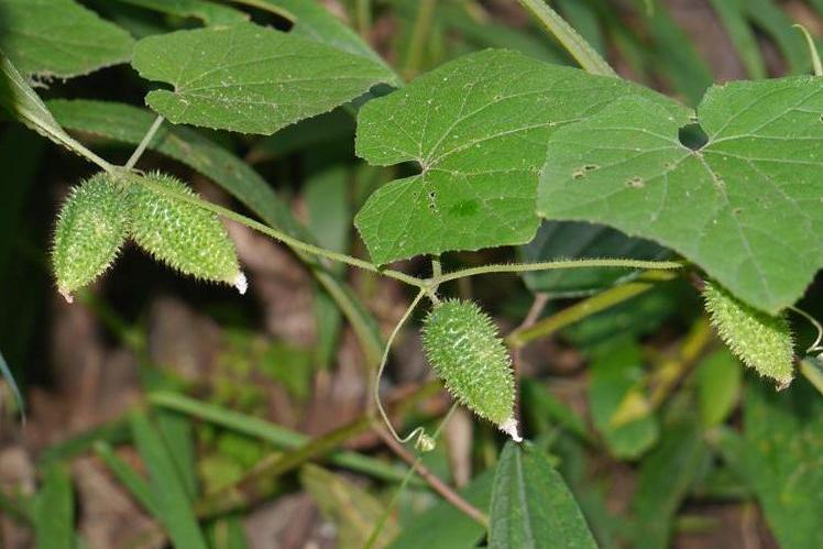 野黃瓜(植物)