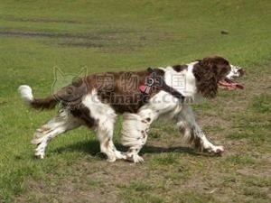 英國激飛獵犬