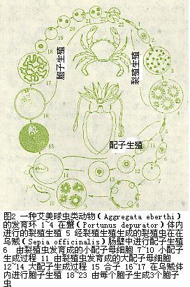 圖2 一種艾美球蟲類動物的發育環