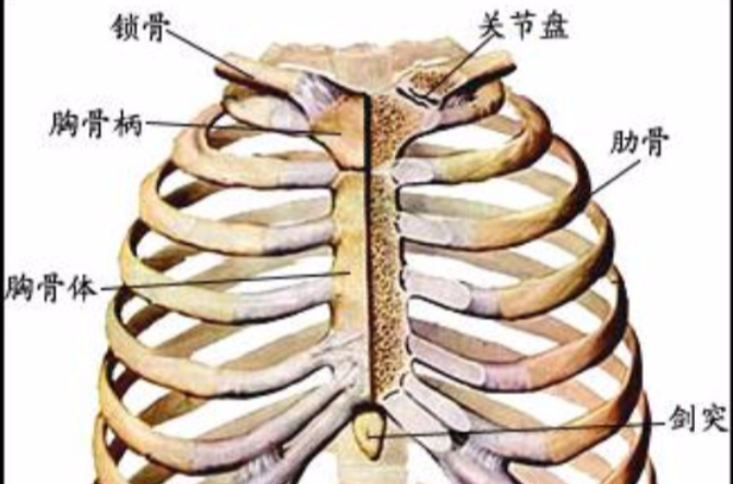 劍肋角