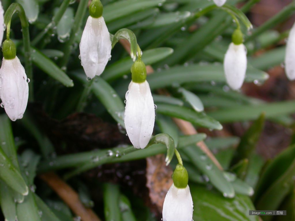 雪花蓮屬