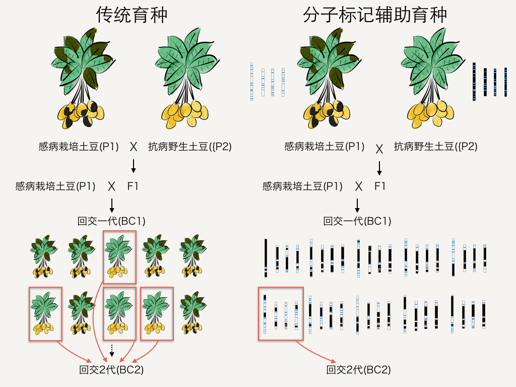 分子標記輔助育種