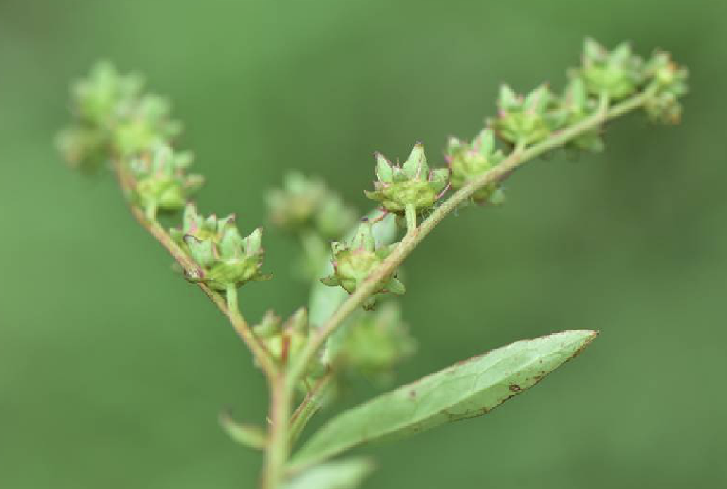 扯根菜