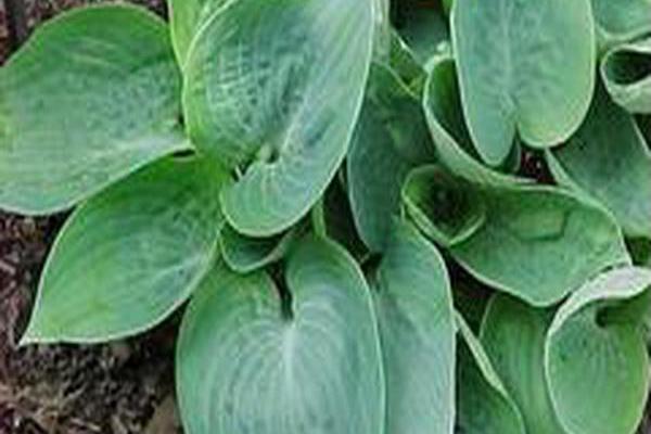 Hosta (Tardiana Group) \x27Dorset Blue\x27