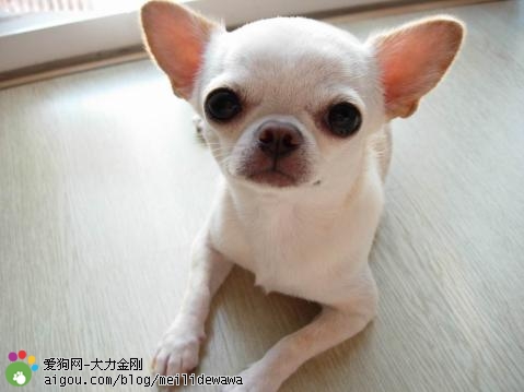 Smooth Coat Chihuahua