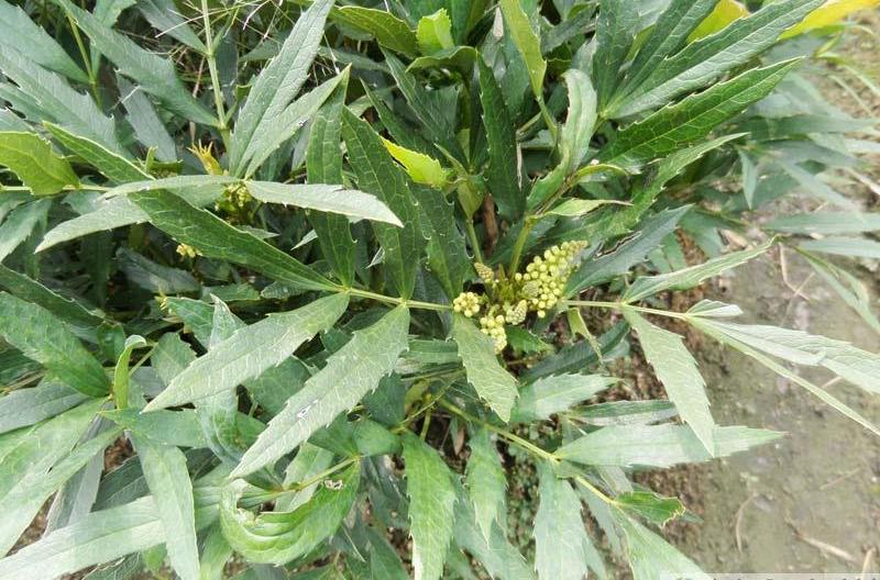 刺黃柏莖葉(植物物種)