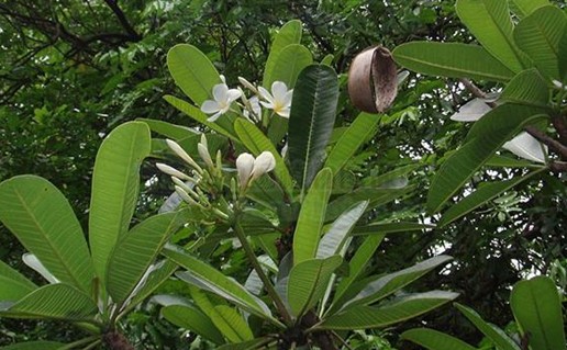 雞蛋花屬