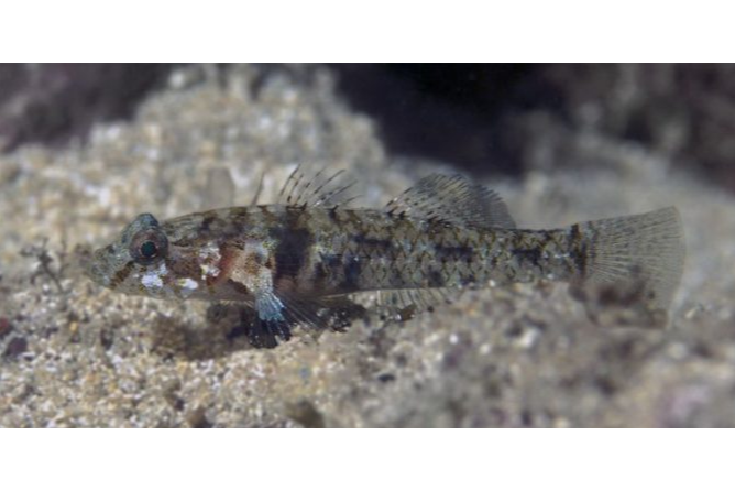 鈍孔鰕虎魚屬