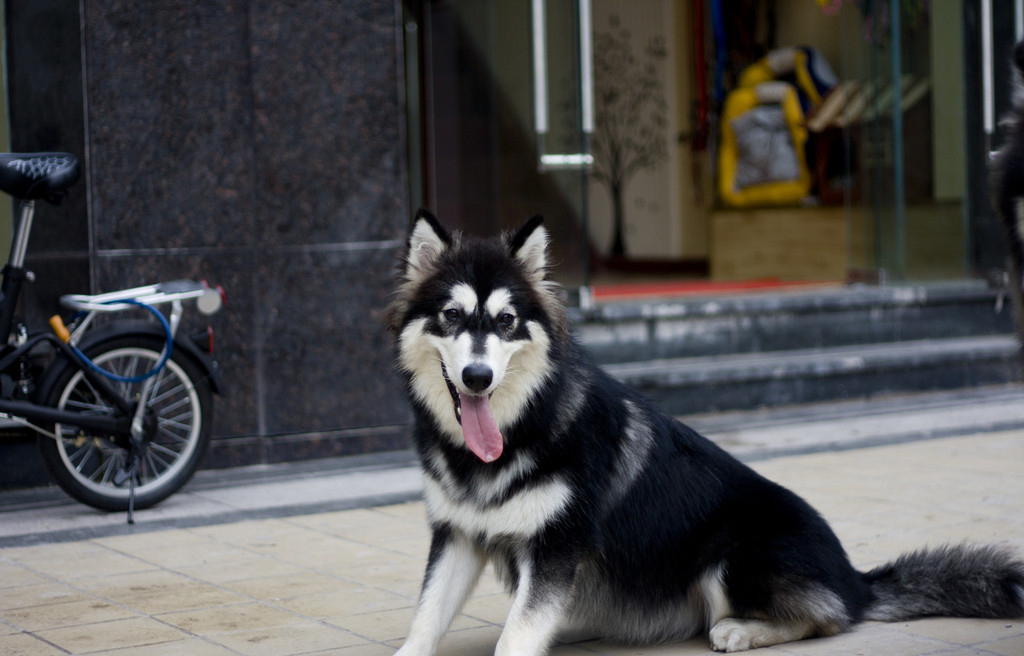 阿拉斯加犬