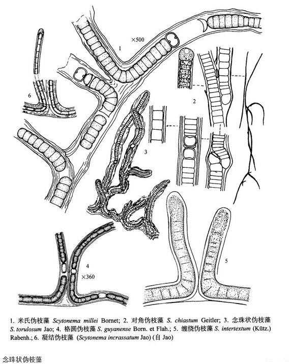 念珠狀偽枝藻